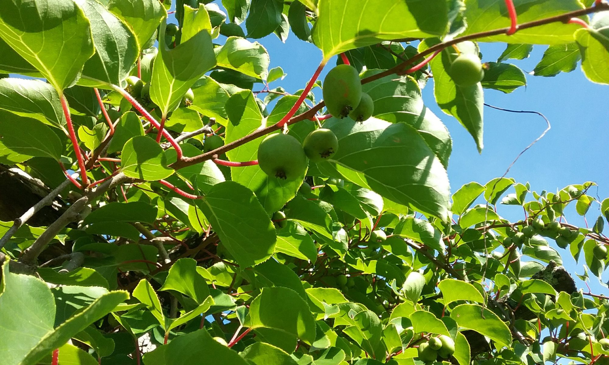 A Tangle Of Hardy Kiwi