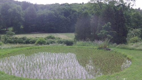 South River Miso Projects