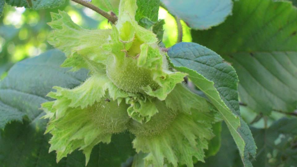Green-ripe hazelnuts at Wildside