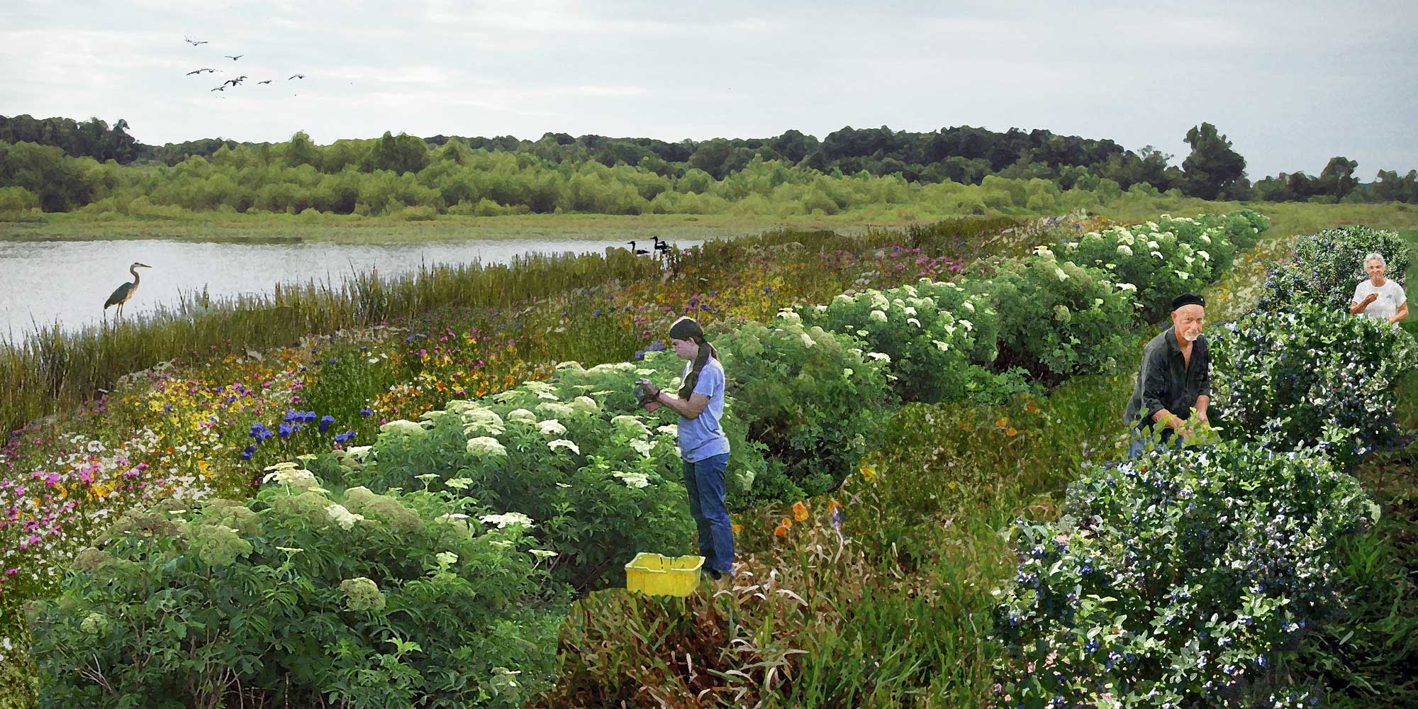 regenerative agriculture