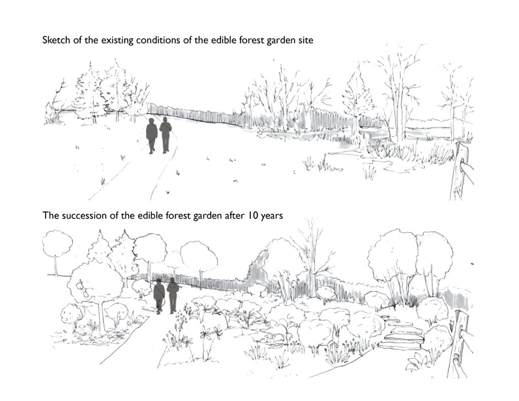 Two pencil sketches comparing the edible forest garden site before and after: the top sketch shows existing sparse conditions with two figures walking along a fence line; the bottom sketch depicts the same view after 10 years of succession, with a mature layered canopy, flowering understory plants, and stepping stones.