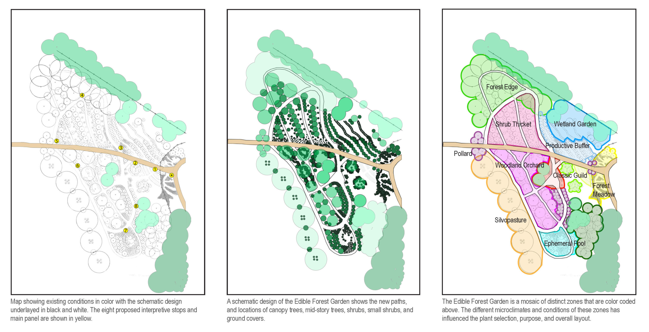 Three-panel diagram showing the design process for the Clark Art Institute Edible Forest Garden: existing site conditions overlaid with the schematic design and eight interpretive stops (left); a schematic plan showing paths, canopy trees, mid-story trees, shrubs, and ground covers (center); and a color-coded zone map identifying areas including Forest Edge, Shrub Thicket, Wetland Garden, Productive Buffer, Woodland Orchard, Classic Guild, Forest Meadow, Silvopasture, Pollard, and Ephemeral Pool (right).
