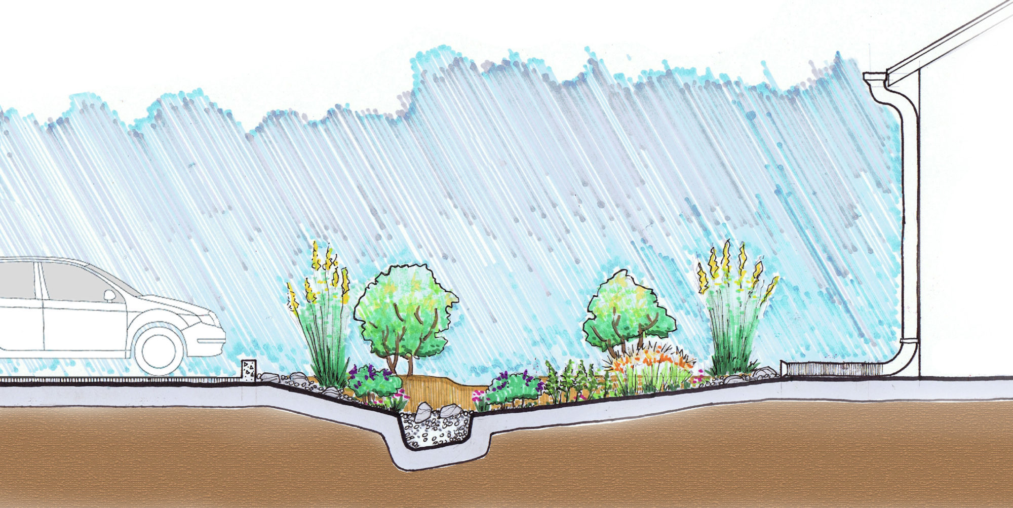 urban rain gardens