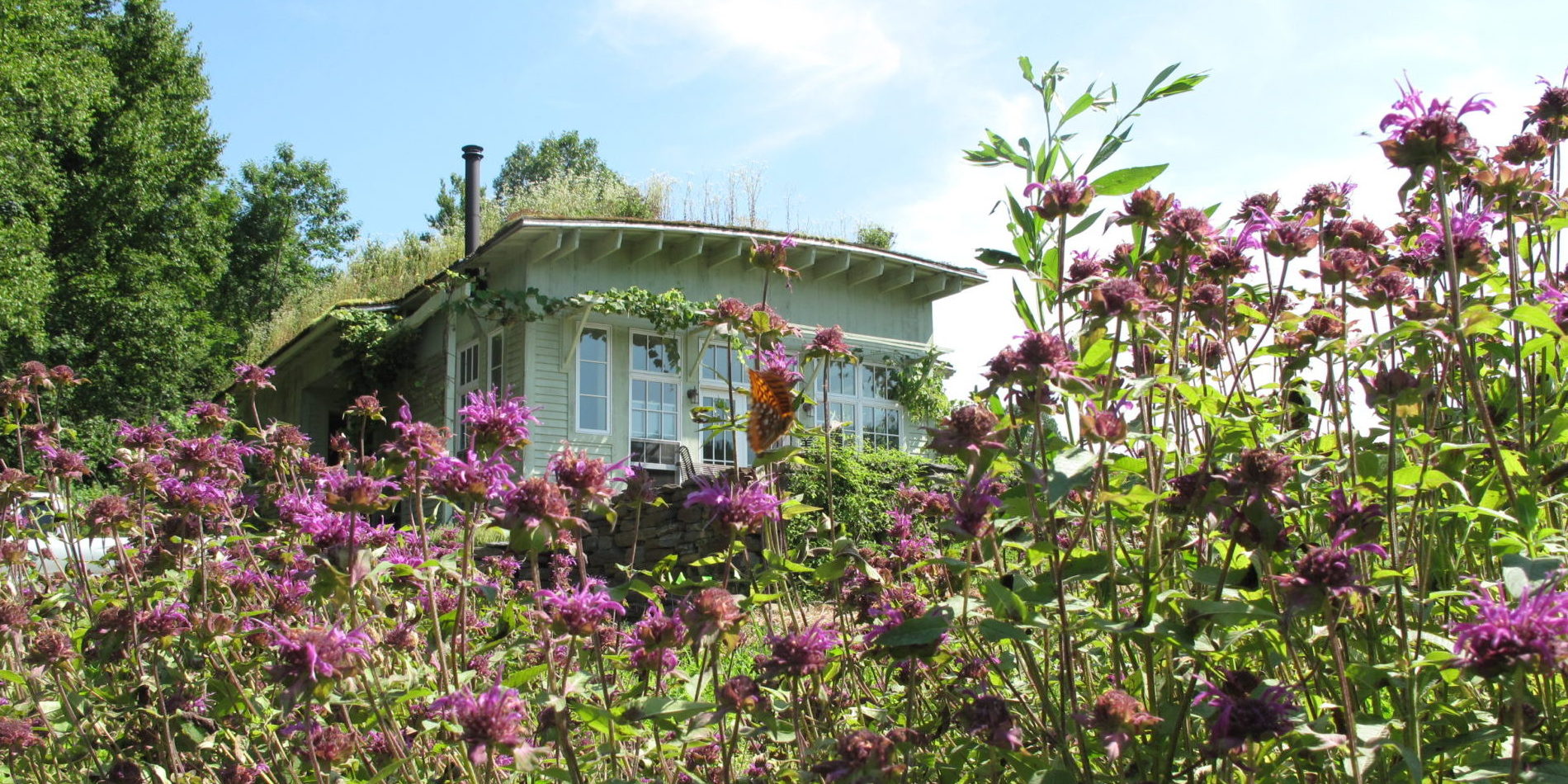 permaculture food forest