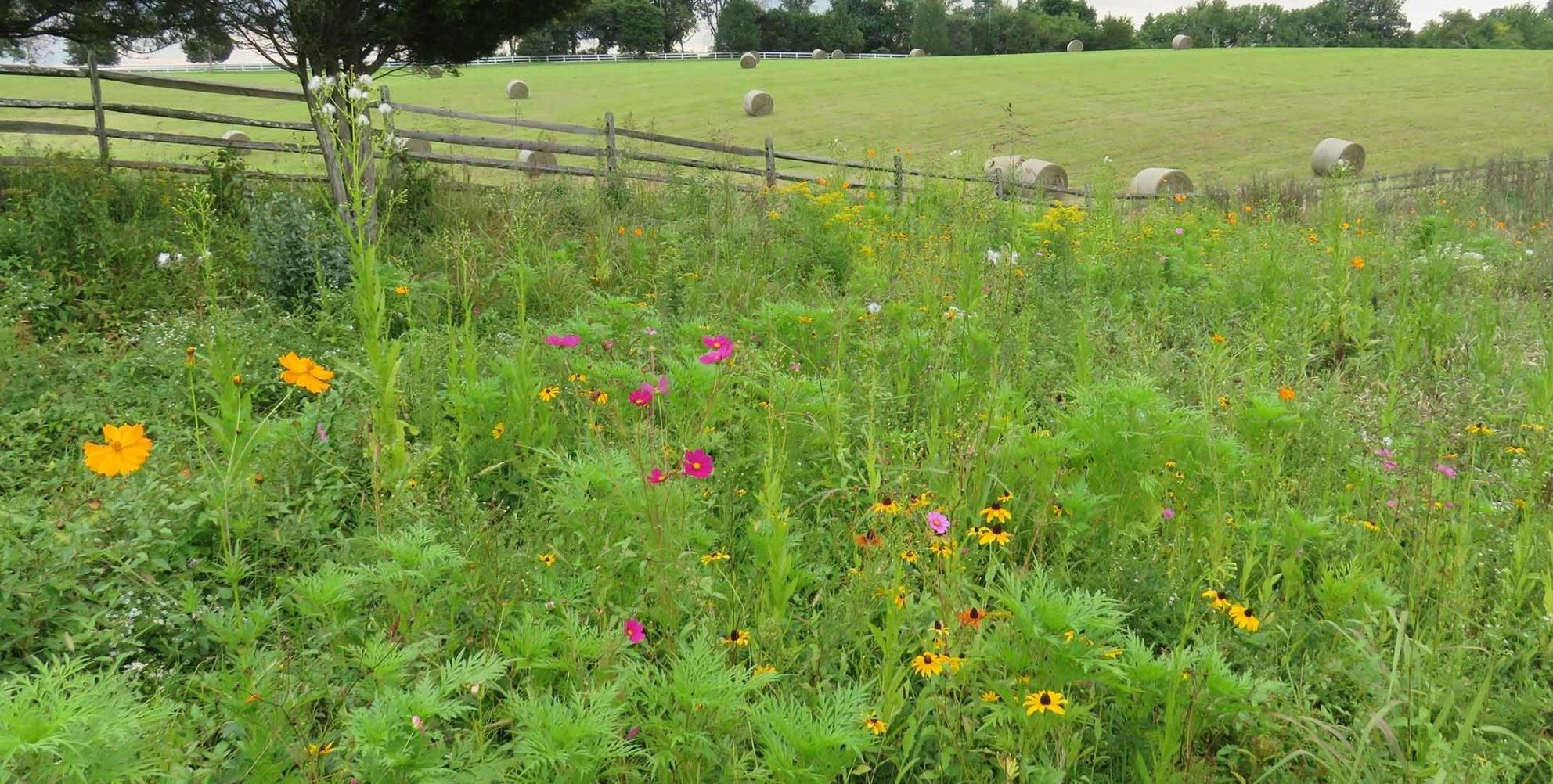 family farm