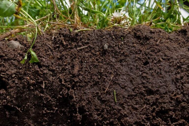 A cross-section of dark, rich soil showing the profile from surface vegetation &mdash; clover and grass with visible root systems &mdash; down through densely aggregated topsoil.