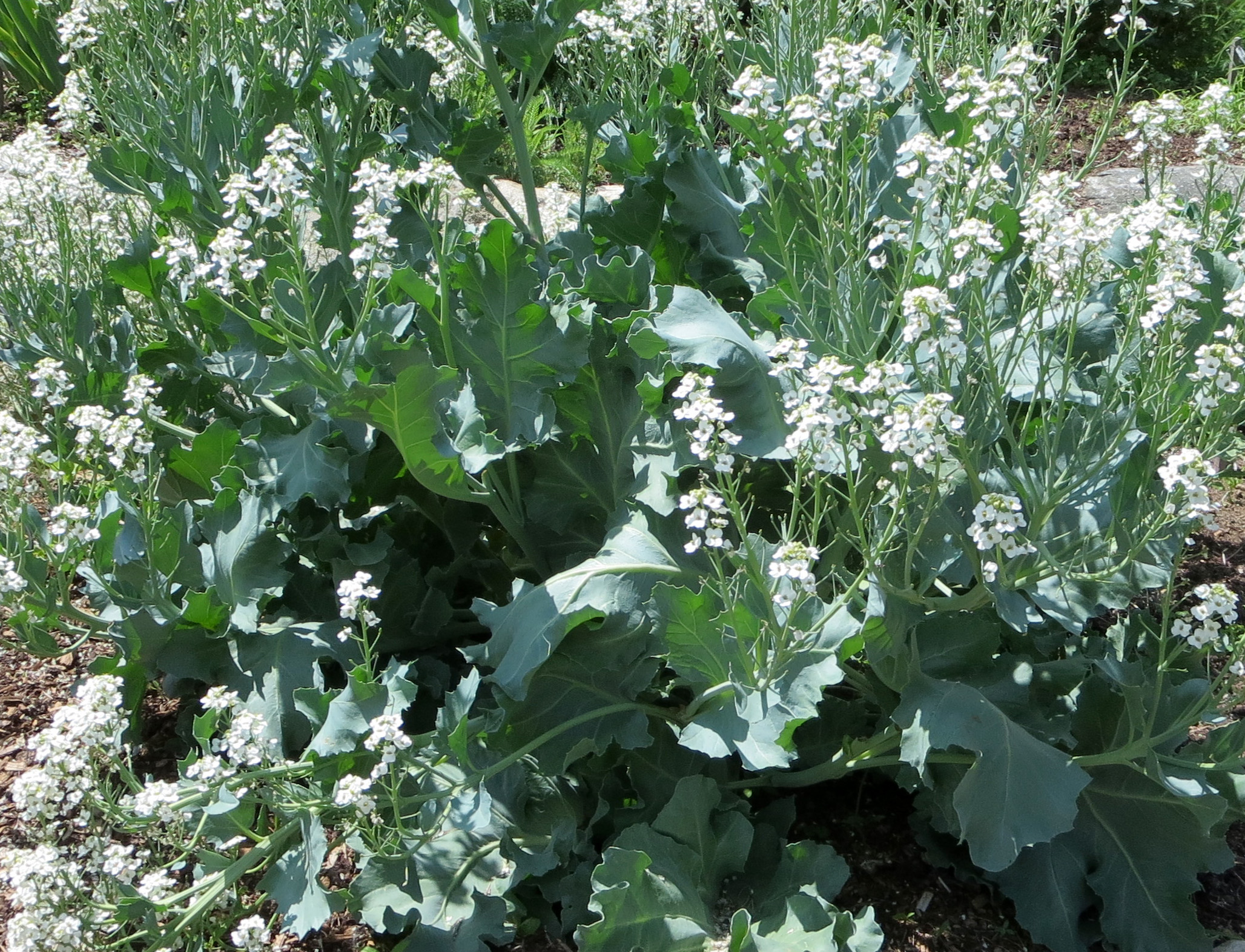 plant profile sea kale