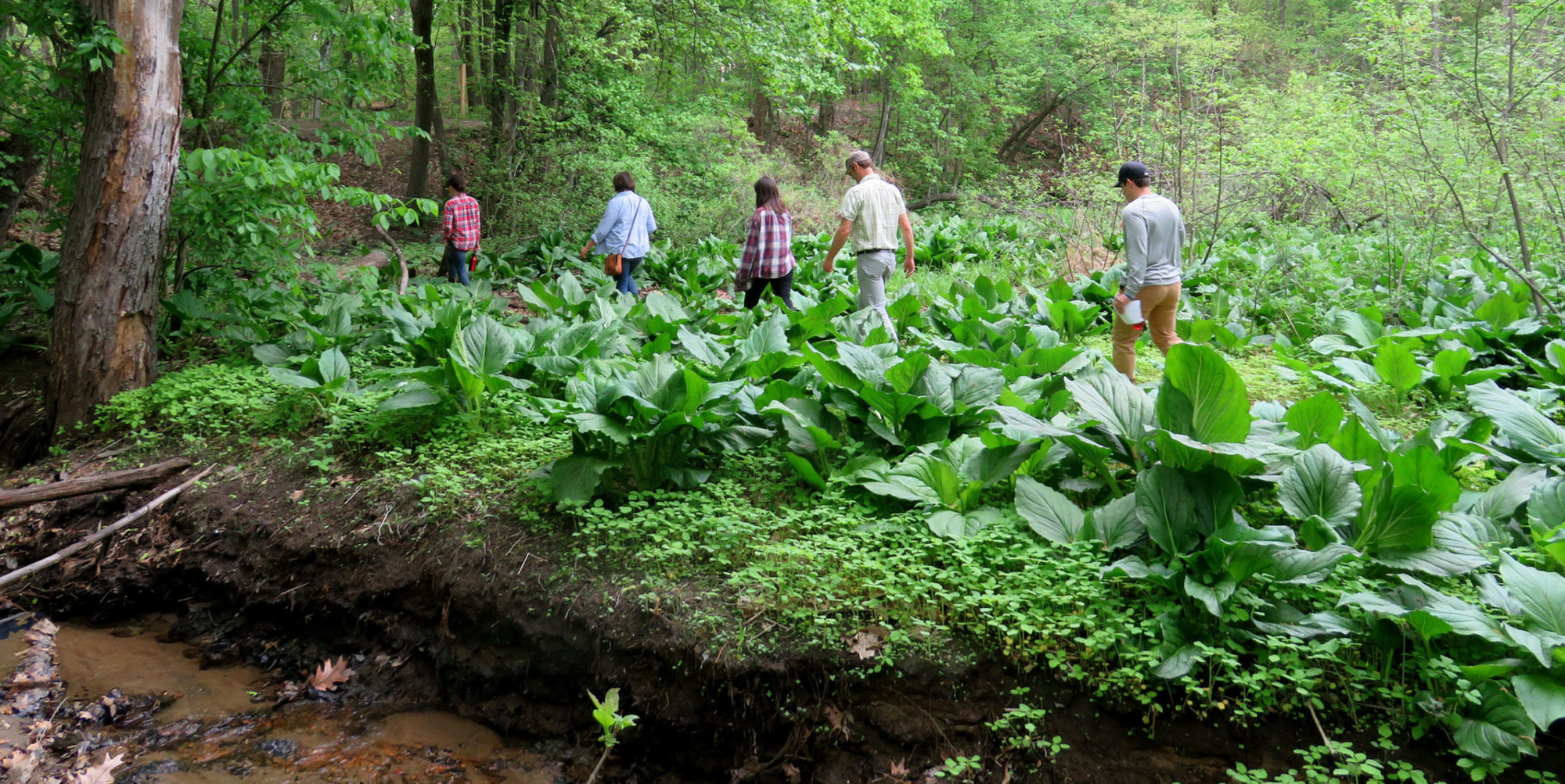 RDG staff and interns walk through a field of skunk cabbage during an eco-cultural restoration intensive.