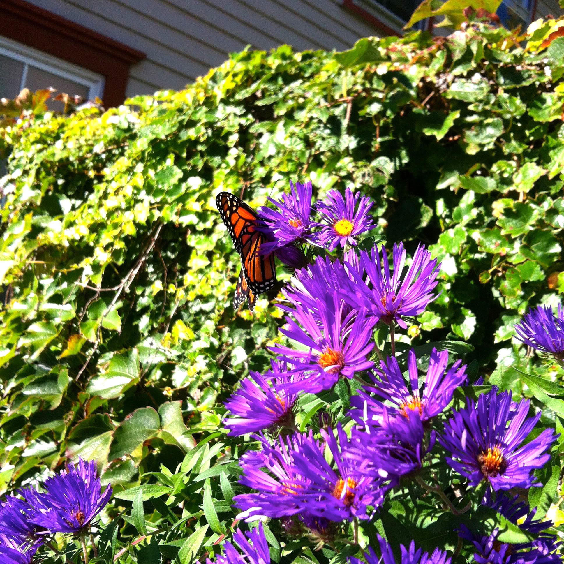 a monarch butterfly on new england aster during pollinator week