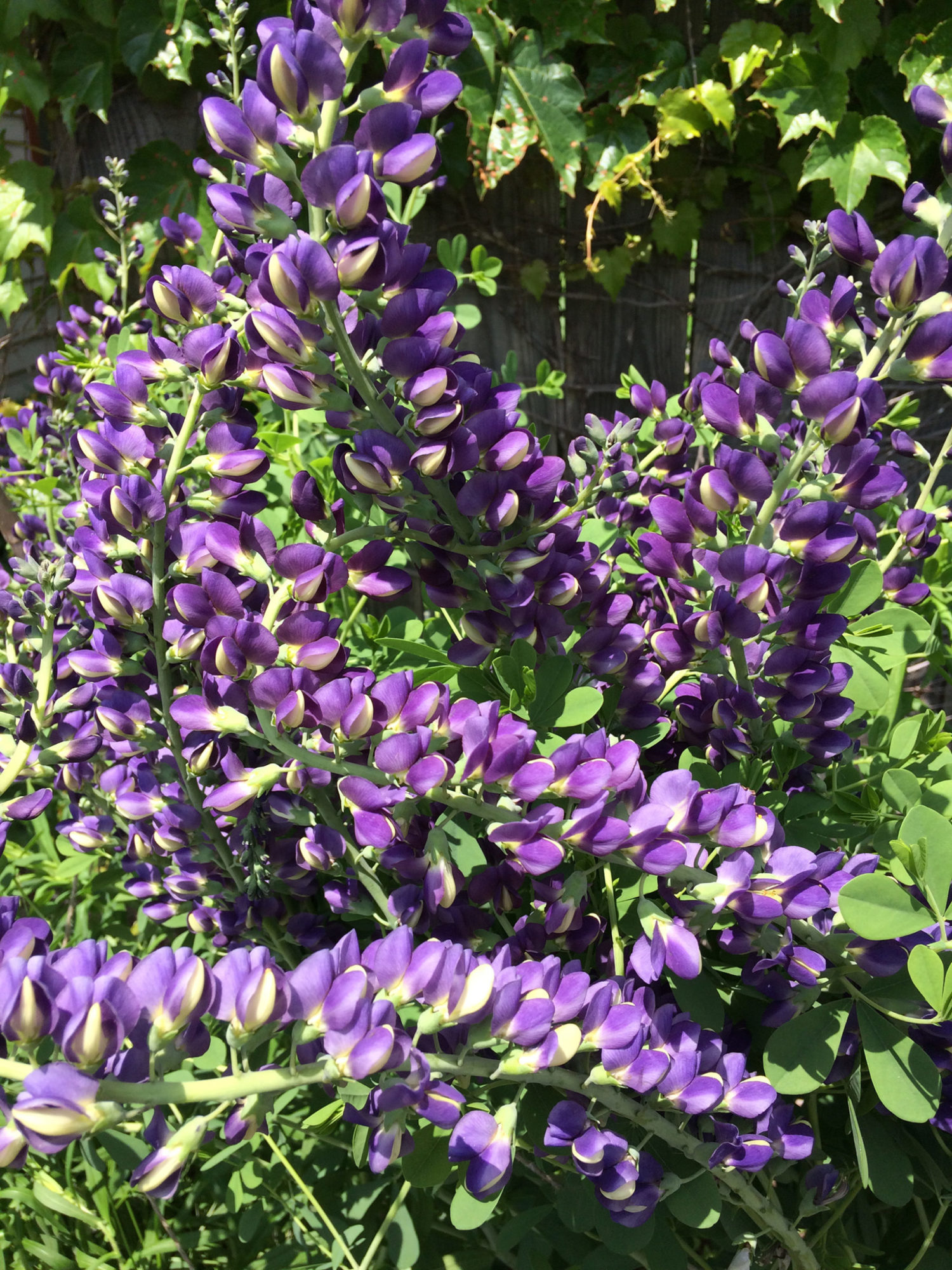 The tangled purple jewels of Blue False Indigo