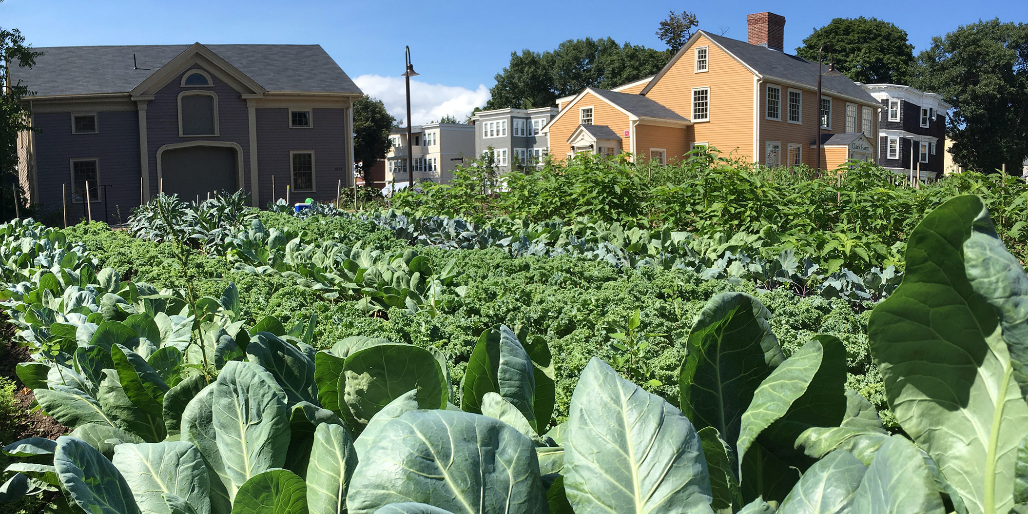 lush brassicas at fowler clark epstein urban farm