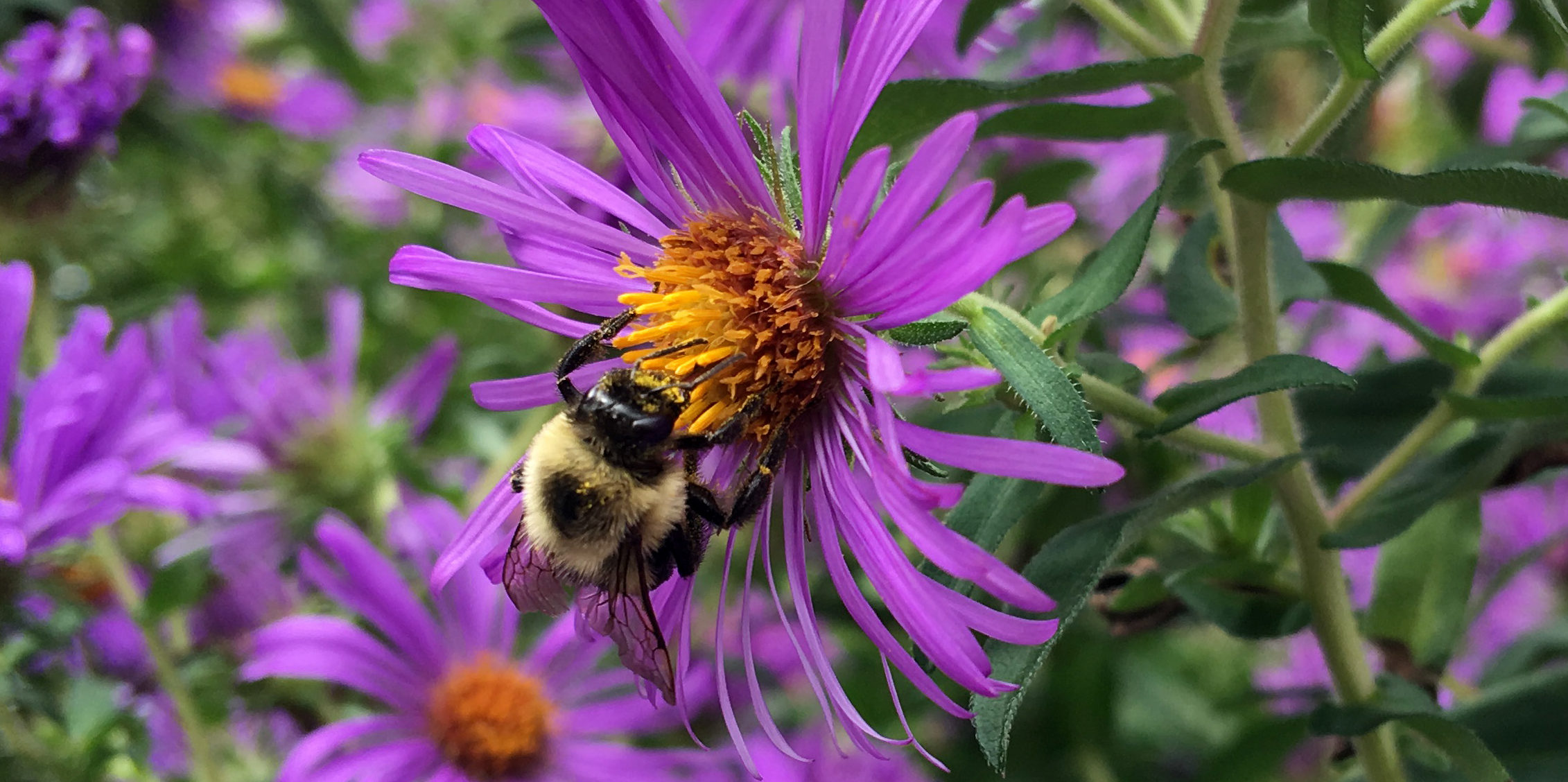 A fatyellow bee collects pollen from a purple New England Aster