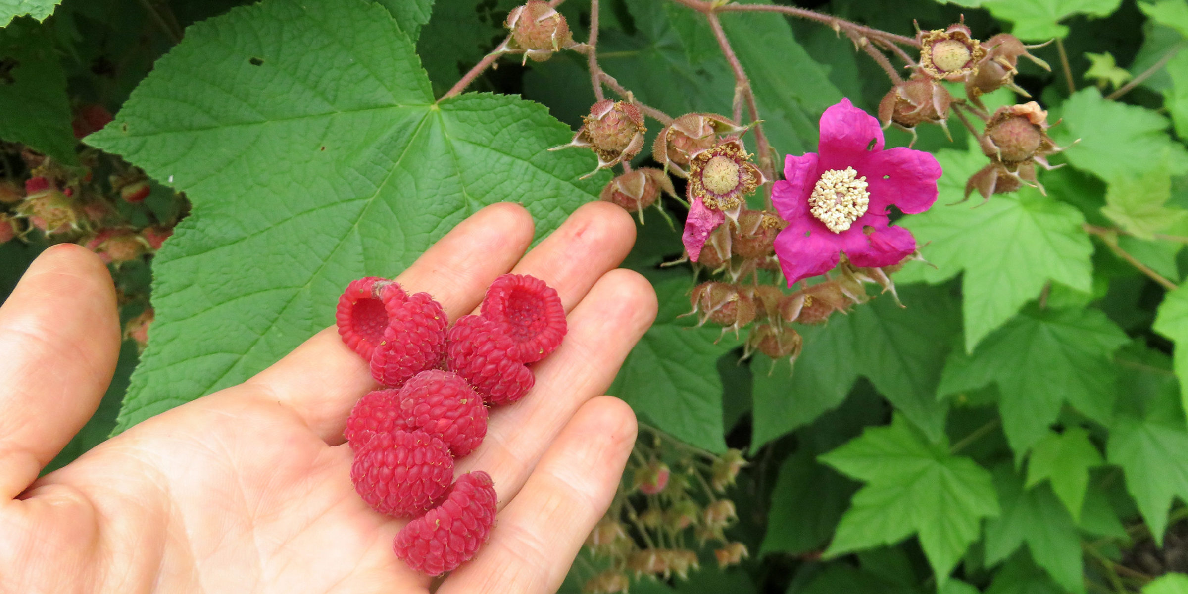 Picking a handful of raspberries during a site visit to one of our land use planning clients.