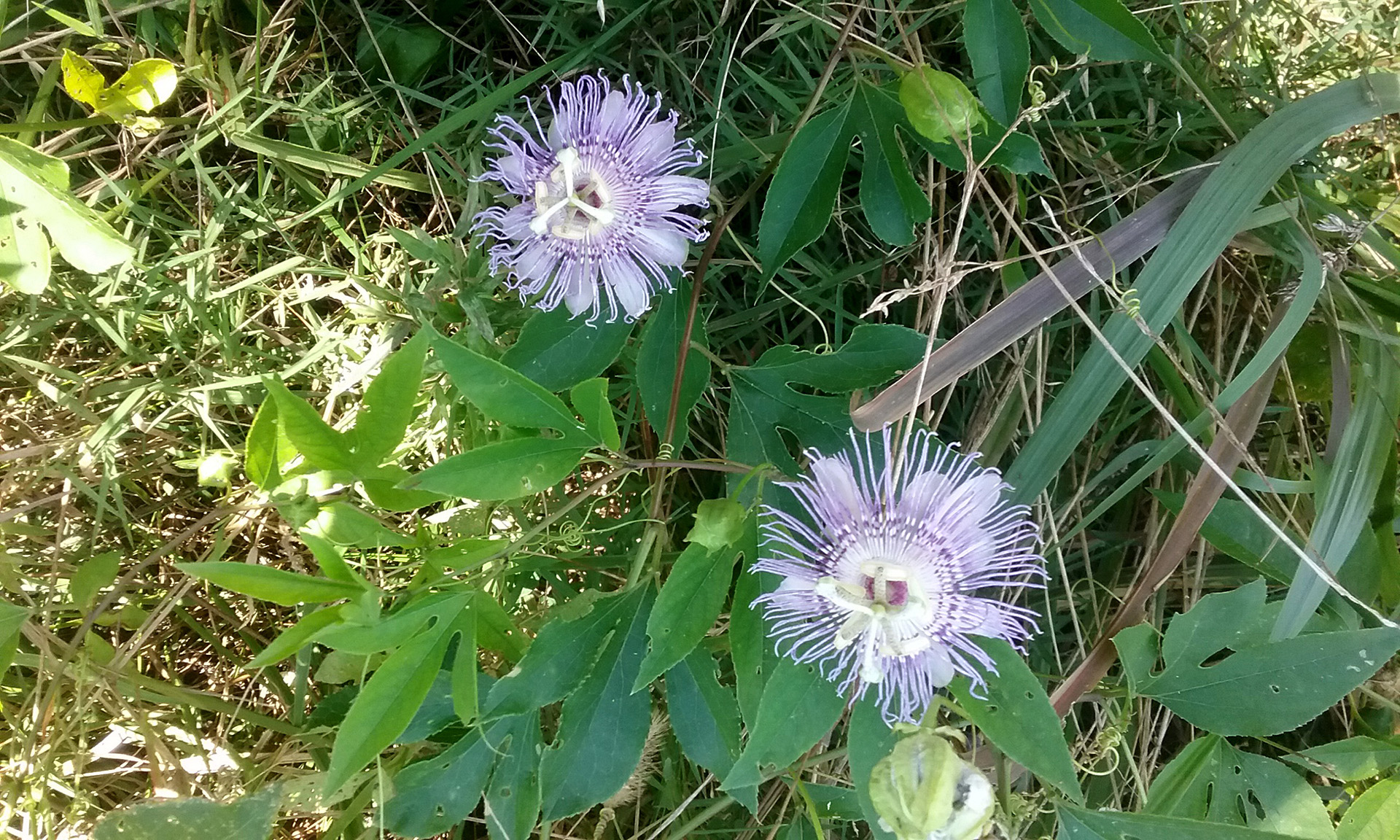 Passiflora blooming in an oldfield in Raleigh, NC.