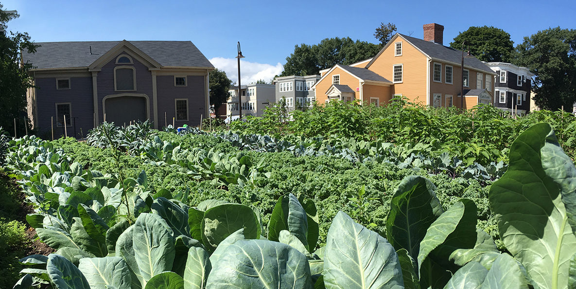 Lush urban farmscape with annual and perennial crops and historic buildings.