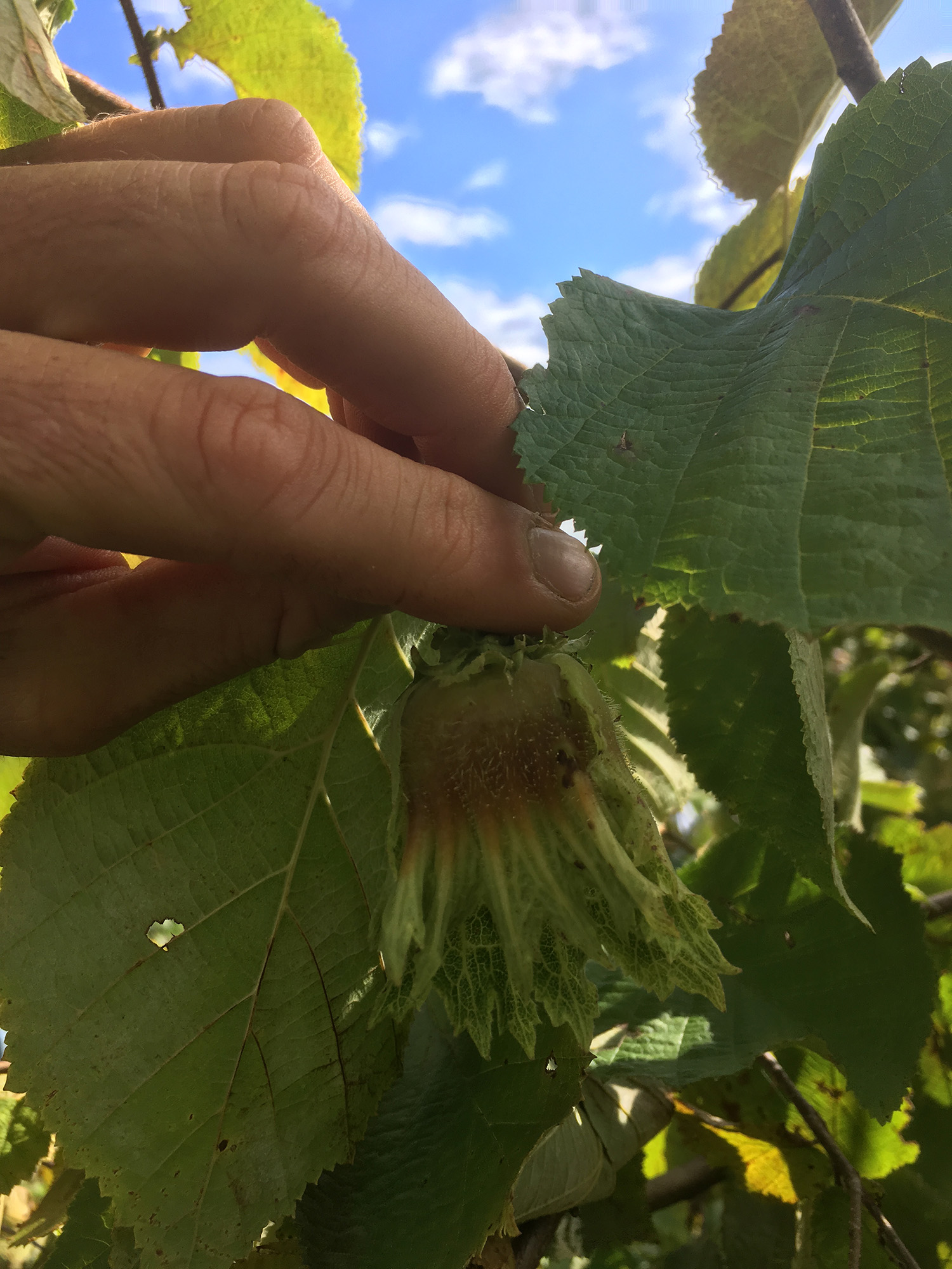 Exploring Agroforestry In Central New York