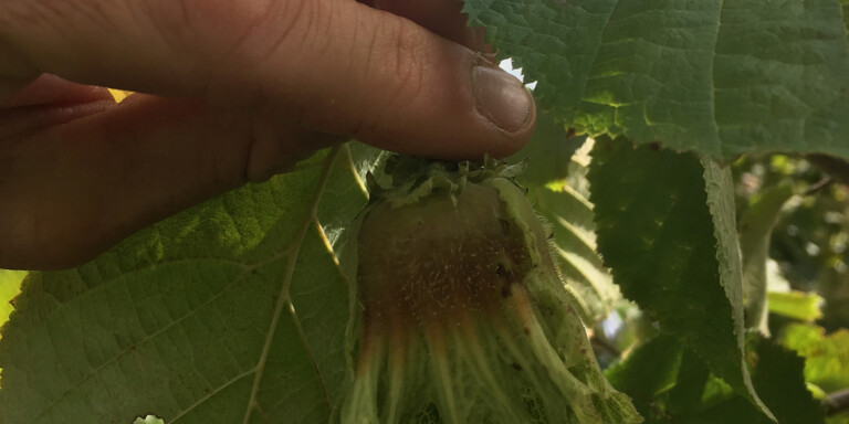 Close-up of a fingertip touching a hazelnut still enclosed in its leafy husk on the branch