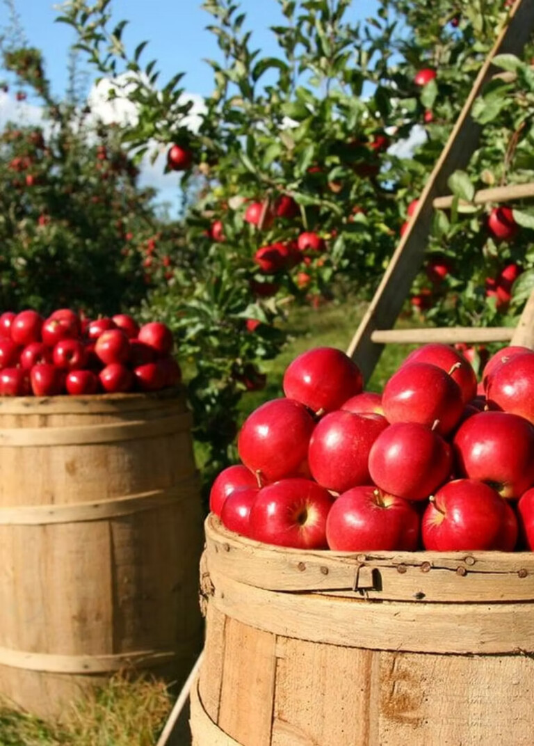 Barrels of hyper-saturated red apples with apple trees and a blue sky in the blurred background