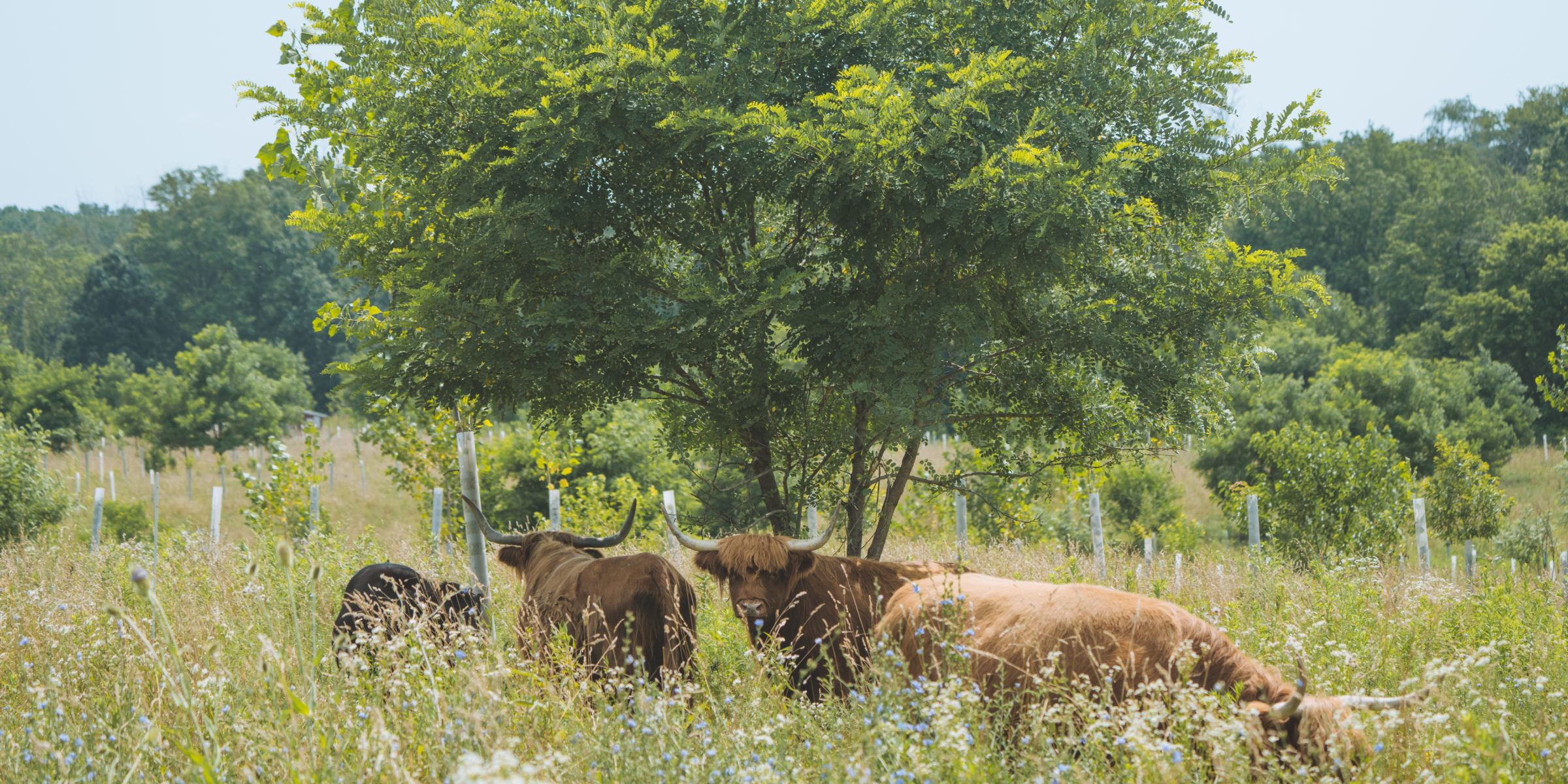 Northeast Silvopasture Case Studies