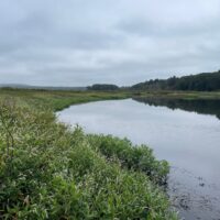 A Massachusetts wetland on an overcast day