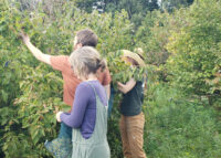 Team RDG immersed in hazelnut trees, sleuthing for ripe hazelnuts