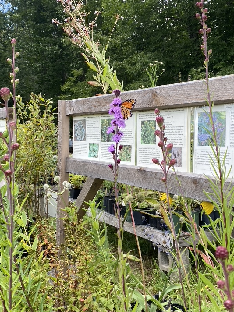 Monarch butterfly on Liatris novae angliae (New England Blazing Star)