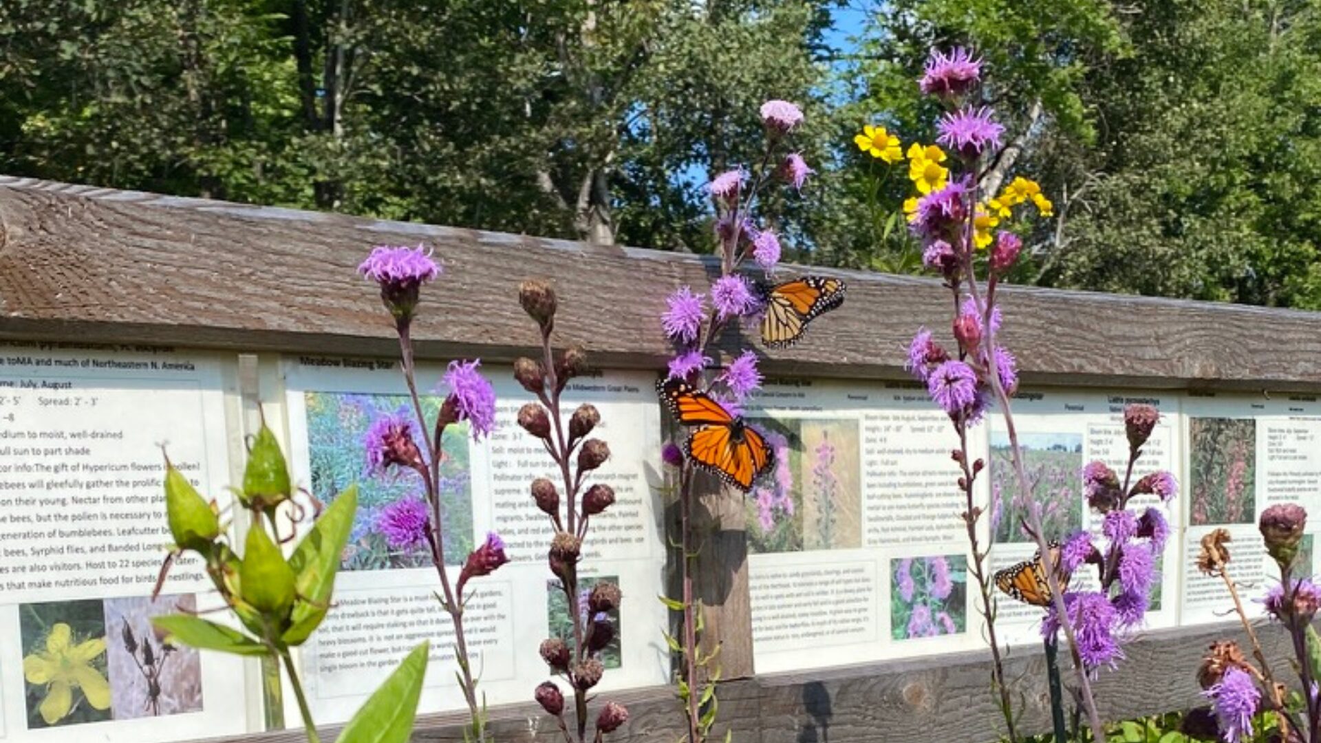 The monarchs on some Liatris novae angliae (New England Blazing Star)
