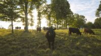 Cows graze in the shade of canopy trees