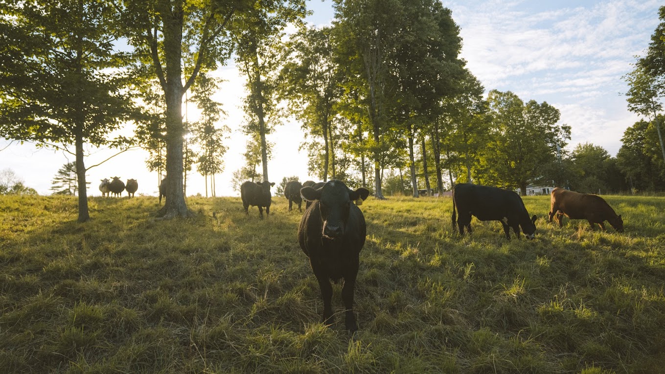 Kickstart Agroforestry: A Northeast Primer for Planning and Planting Success