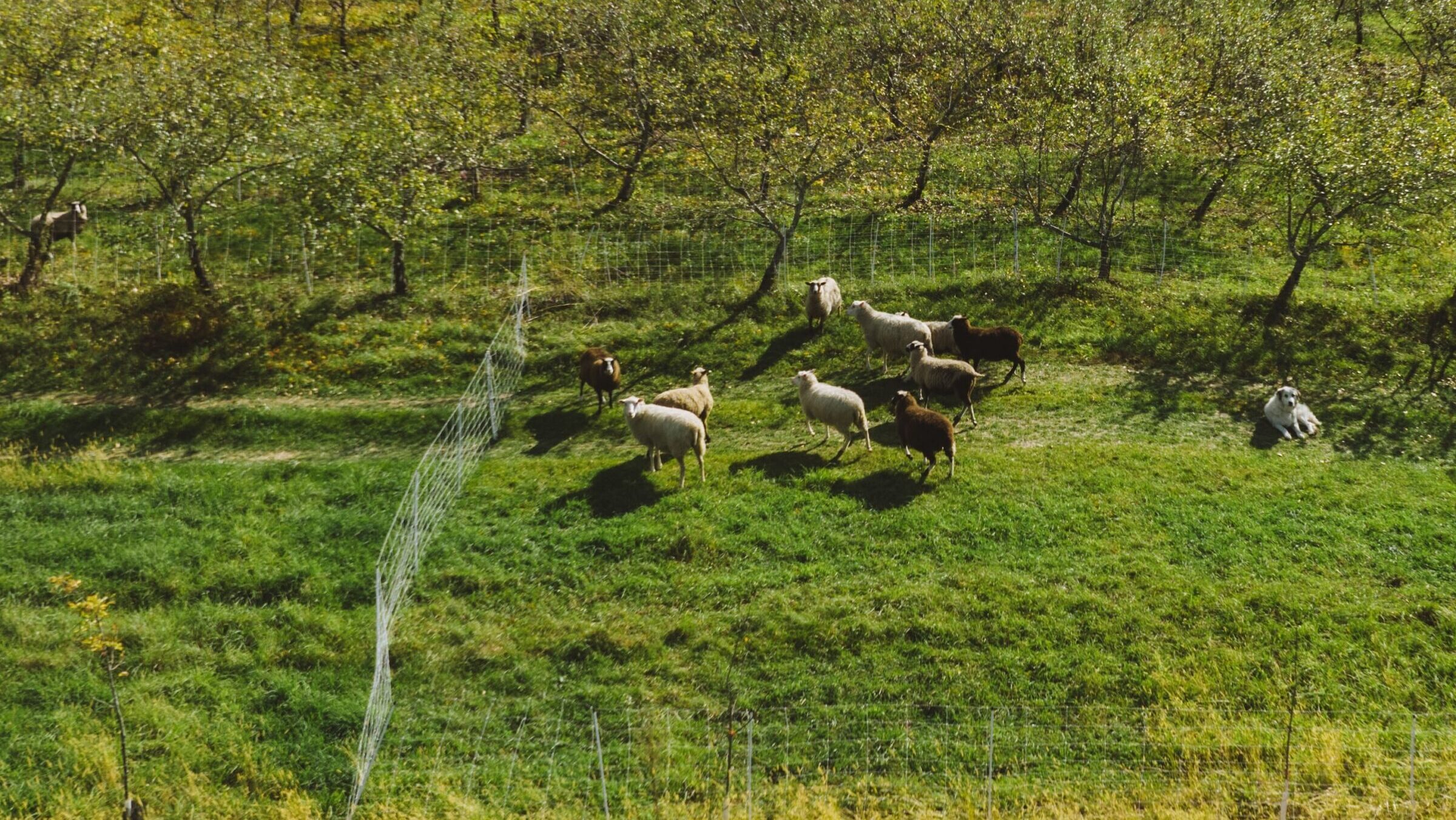 Sheep graze in a cider apple orchard at Preservation Orchard and Farm in Hadley.