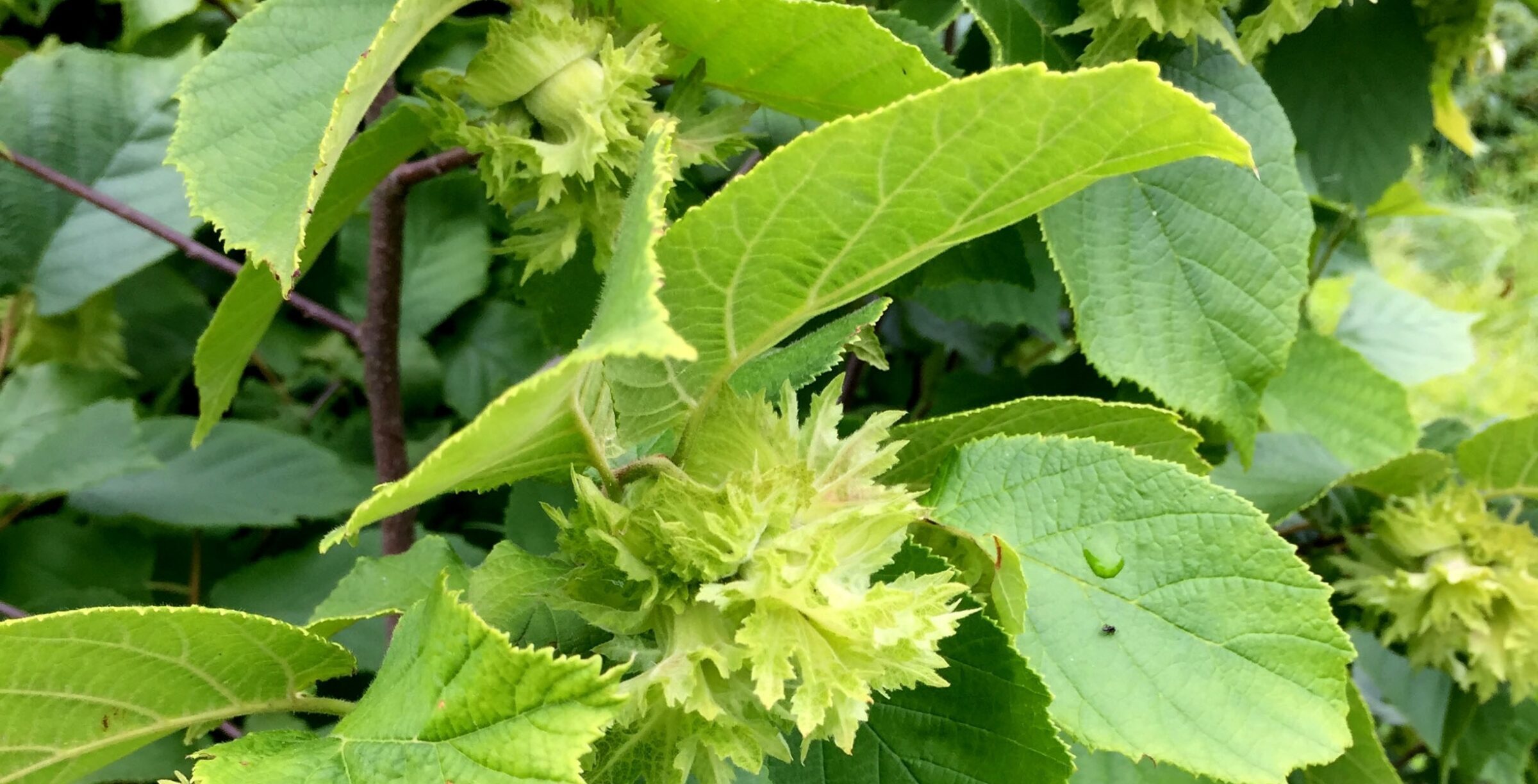 Young hazelnut bushes (Corylus spp.) beginning to bear nuts at Nutwood Farm in Cummington.