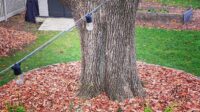A large backyard tree surrounded by a neat ring of fallen leaves used as natural mulch, with string lights and a garden shed in the background.