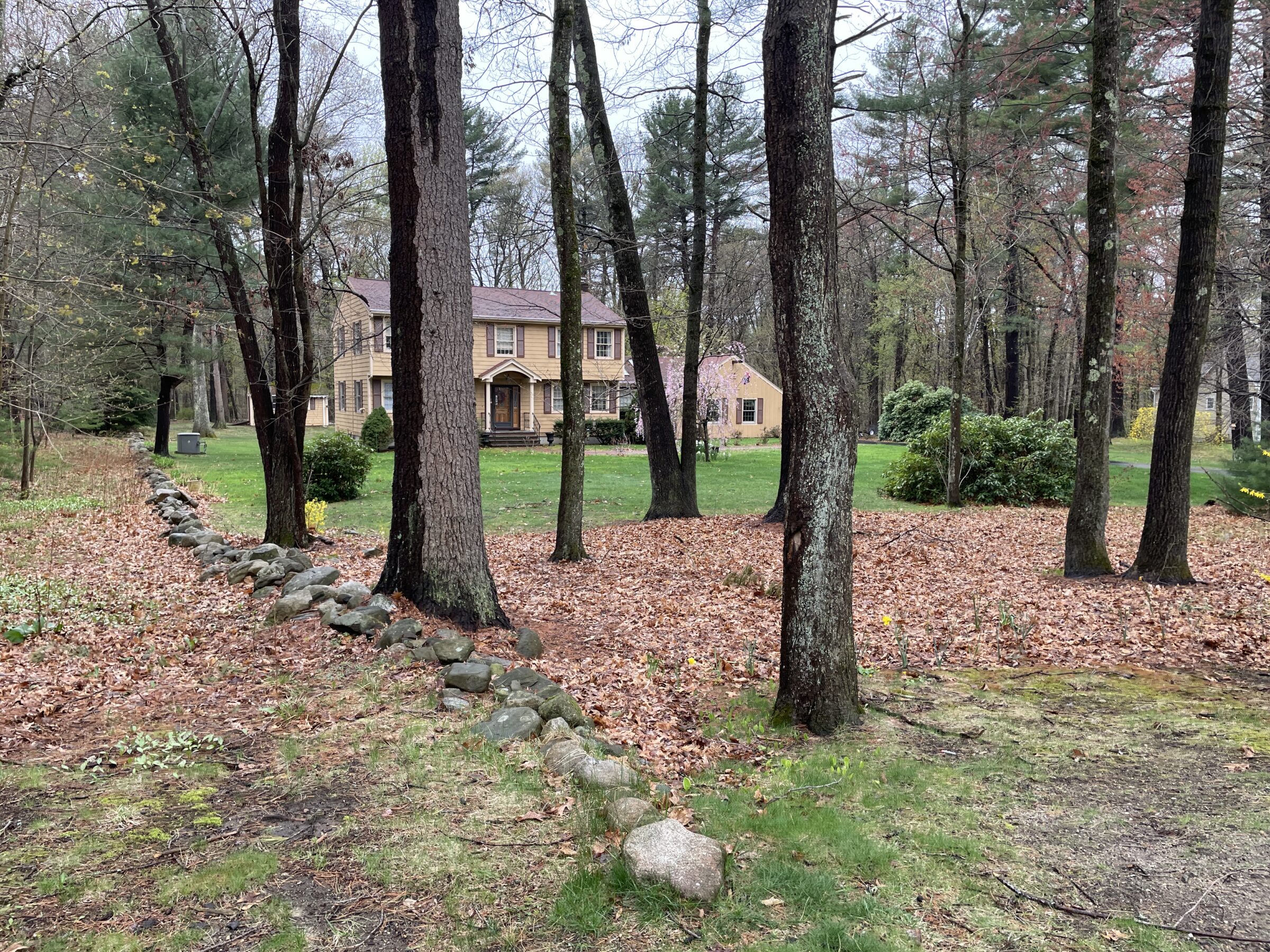 A forested front yard with a carpet of fallen leaves under tall trees, leading up to a tan house with green lawn.
