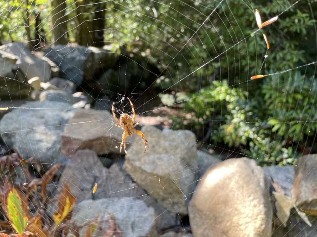 Close-up of an orb-weaver spider on its web, with sunlight catching the silk threads and a background of rocks and green foliage.