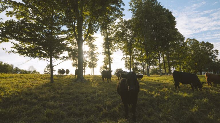 Kickstart Agroforestry: A Northeast Primer for Planning and Planting Success