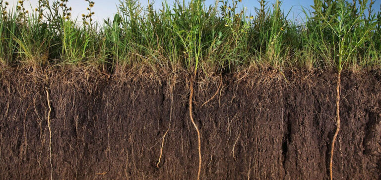 New MA Healthy Soils Guide for Site Design + Construction is Live