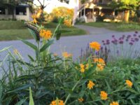 Monarch caterpillars feed on orange butterfly weed flowers in a residential garden.
