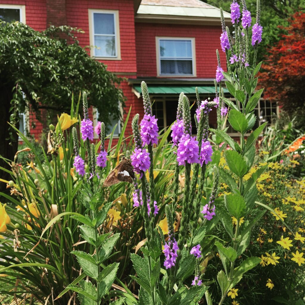 Purple flower spikes in a garden with a butterfly resting on one bloom, set against a red house in the background.