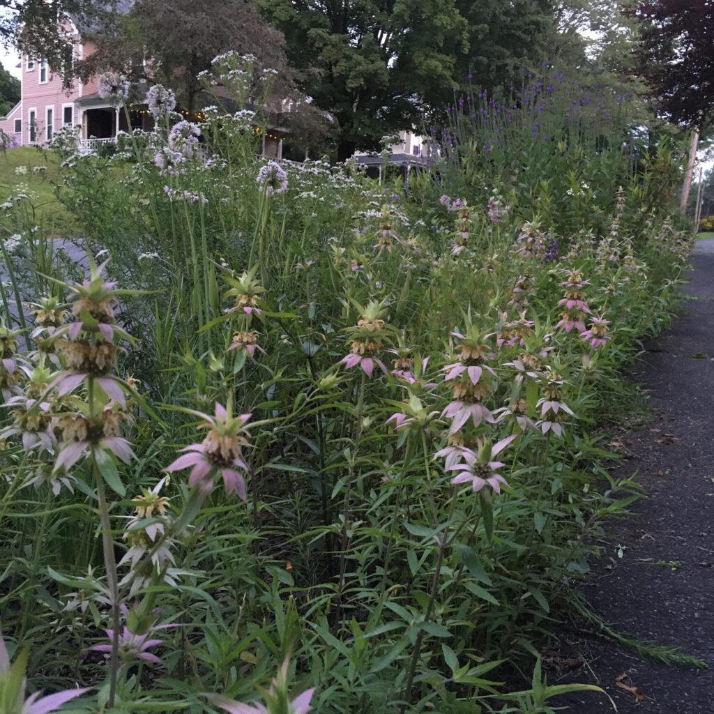 Tall native perennials growing densely together in a street-side garden, with multiple species intermingled along a sidewalk.