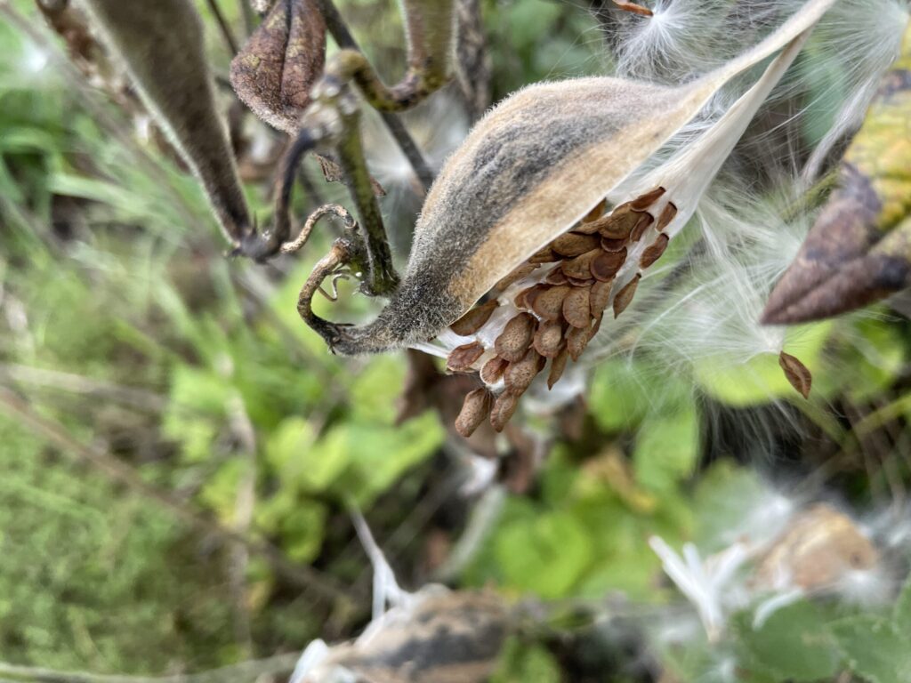 An open Asclepias tuberosa seed pod with seeds and white fibers ready to spread.