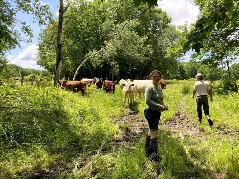 Cattle move through a green, tree-lined pasture while two people in work clothes stand and walk nearby, guiding the herd along a muddy track.