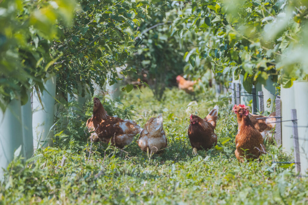 Several brown chickens forage and walk through green, grassy rows beneath lush, leafy plants or trees, with sunlight filtering through the foliage.