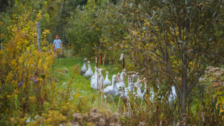 Northeast Silvopasture Case Studies