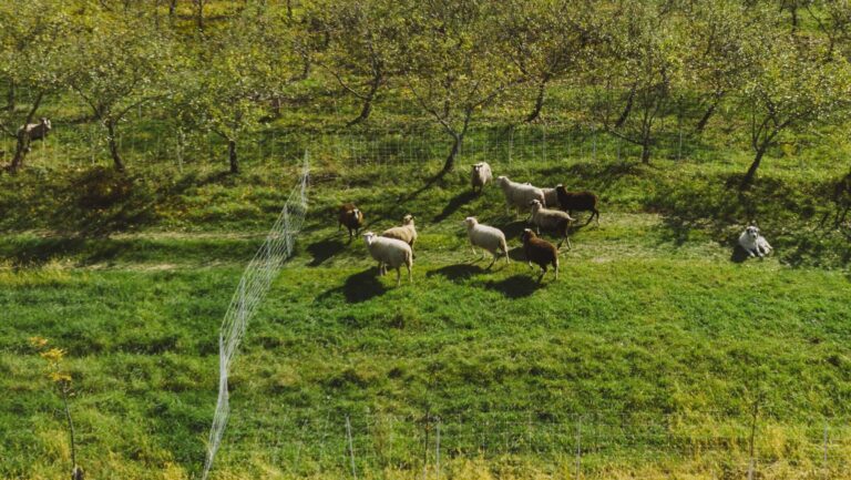 2. Goals Articulation