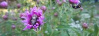 close-up of a bee on a purple flower.