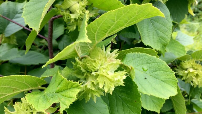 Close-up of green hazelnuts developing inside leafy husks on a hazel branch.