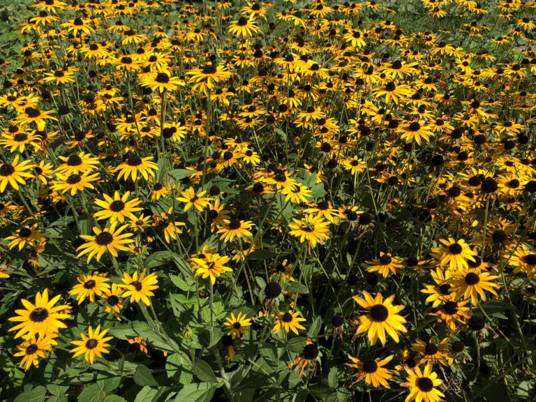 Restore Relationships, Not Just Plants