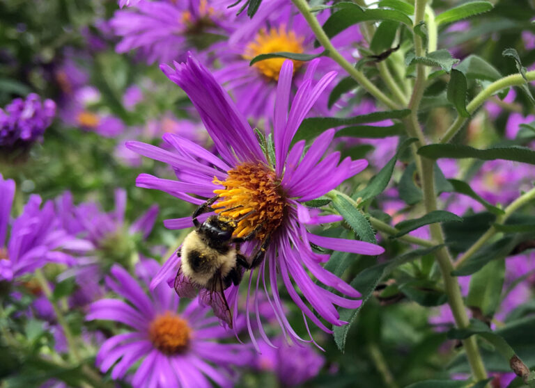 Plant Profile: New England Aster
