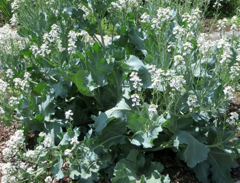Plant Profile: Sea Kale