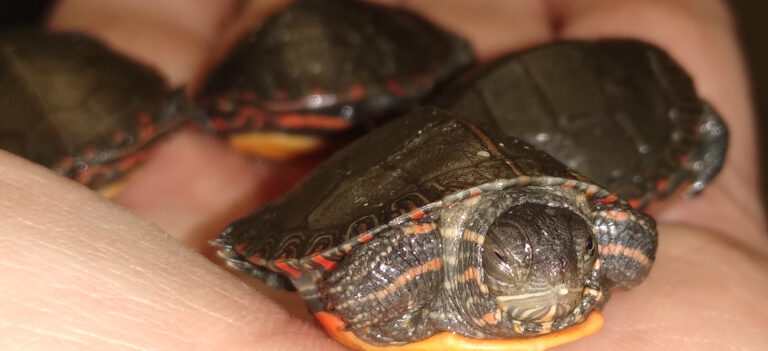 Designing with Wildlife in Mind